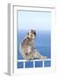 Barbary Macaque (Macaca sylvanus) adult, sitting on fence at top of rock, Gibraltar-Andrew Forsyth-Framed Photographic Print