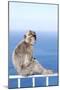 Barbary Macaque (Macaca sylvanus) adult, sitting on fence at top of rock, Gibraltar-Andrew Forsyth-Mounted Photographic Print