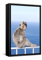 Barbary Macaque (Macaca sylvanus) adult, sitting on fence at top of rock, Gibraltar-Andrew Forsyth-Framed Stretched Canvas