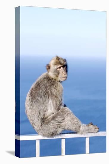 Barbary Macaque (Macaca sylvanus) adult, sitting on fence at top of rock, Gibraltar-Andrew Forsyth-Stretched Canvas