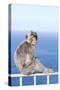 Barbary Macaque (Macaca sylvanus) adult, sitting on fence at top of rock, Gibraltar-Andrew Forsyth-Stretched Canvas