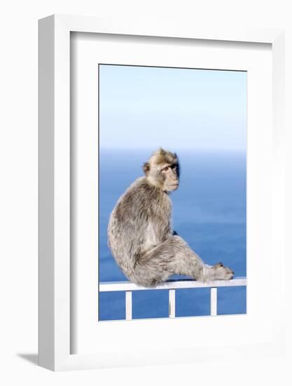 Barbary Macaque (Macaca sylvanus) adult, sitting on fence at top of rock, Gibraltar-Andrew Forsyth-Framed Photographic Print