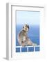 Barbary Macaque (Macaca sylvanus) adult, sitting on fence at top of rock, Gibraltar-Andrew Forsyth-Framed Photographic Print