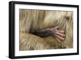 Barbary Macaque (Macaca Sylvanus) Babies Hand Holding onto Adults Fur-Edwin Giesbers-Framed Photographic Print