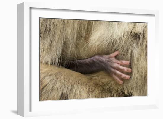 Barbary Macaque (Macaca Sylvanus) Babies Hand Holding onto Adults Fur-Edwin Giesbers-Framed Photographic Print