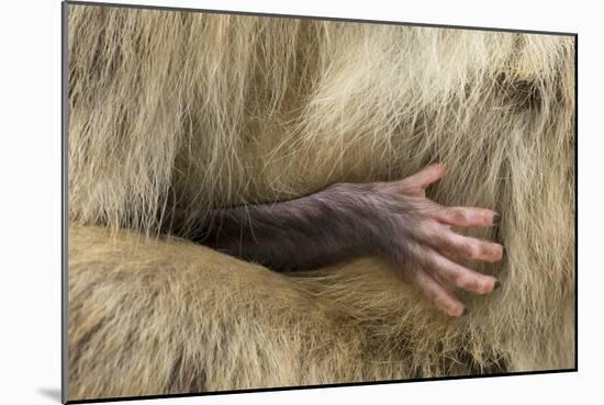 Barbary Macaque (Macaca Sylvanus) Babies Hand Holding onto Adults Fur-Edwin Giesbers-Mounted Photographic Print
