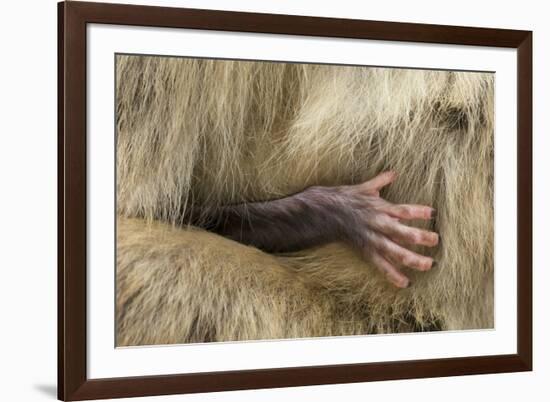 Barbary Macaque (Macaca Sylvanus) Babies Hand Holding onto Adults Fur-Edwin Giesbers-Framed Photographic Print