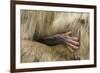 Barbary Macaque (Macaca Sylvanus) Babies Hand Holding onto Adults Fur-Edwin Giesbers-Framed Photographic Print