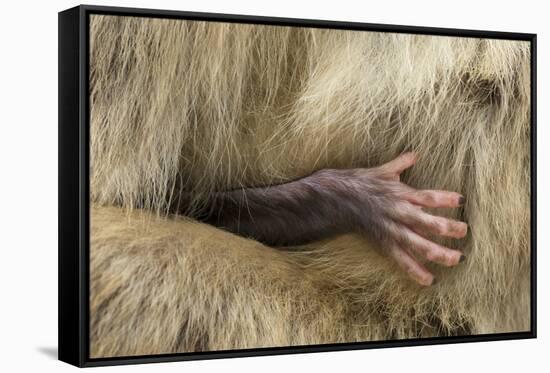 Barbary Macaque (Macaca Sylvanus) Babies Hand Holding onto Adults Fur-Edwin Giesbers-Framed Stretched Canvas