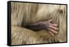Barbary Macaque (Macaca Sylvanus) Babies Hand Holding onto Adults Fur-Edwin Giesbers-Framed Stretched Canvas