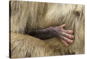 Barbary Macaque (Macaca Sylvanus) Babies Hand Holding onto Adults Fur-Edwin Giesbers-Stretched Canvas