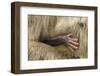 Barbary Macaque (Macaca Sylvanus) Babies Hand Holding onto Adults Fur-Edwin Giesbers-Framed Photographic Print