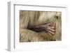 Barbary Macaque (Macaca Sylvanus) Babies Hand Holding onto Adults Fur-Edwin Giesbers-Framed Photographic Print