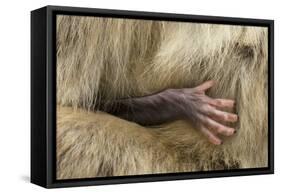 Barbary Macaque (Macaca Sylvanus) Babies Hand Holding onto Adults Fur-Edwin Giesbers-Framed Stretched Canvas