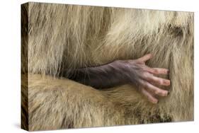Barbary Macaque (Macaca Sylvanus) Babies Hand Holding onto Adults Fur-Edwin Giesbers-Stretched Canvas