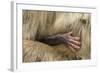 Barbary Macaque (Macaca Sylvanus) Babies Hand Holding onto Adults Fur-Edwin Giesbers-Framed Photographic Print