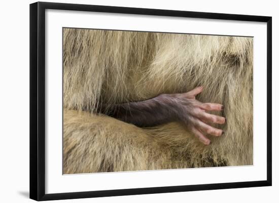 Barbary Macaque (Macaca Sylvanus) Babies Hand Holding onto Adults Fur-Edwin Giesbers-Framed Photographic Print