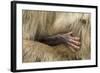 Barbary Macaque (Macaca Sylvanus) Babies Hand Holding onto Adults Fur-Edwin Giesbers-Framed Photographic Print