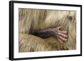 Barbary Macaque (Macaca Sylvanus) Babies Hand Holding onto Adults Fur-Edwin Giesbers-Framed Photographic Print