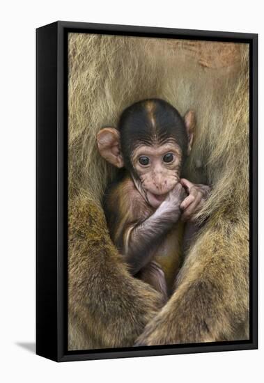 Barbary Macaque (Macaca Sylvanus) Baby Sitting with Mother-Edwin Giesbers-Framed Stretched Canvas