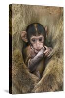 Barbary Macaque (Macaca Sylvanus) Baby Sitting with Mother-Edwin Giesbers-Stretched Canvas