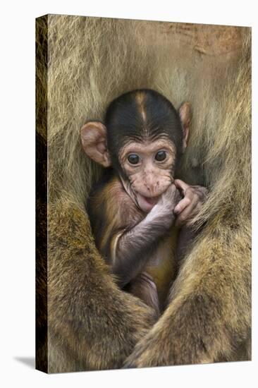 Barbary Macaque (Macaca Sylvanus) Baby Sitting with Mother-Edwin Giesbers-Stretched Canvas