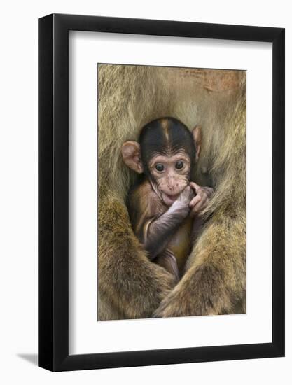 Barbary Macaque (Macaca Sylvanus) Baby Sitting with Mother-Edwin Giesbers-Framed Photographic Print