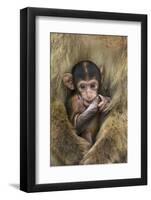 Barbary Macaque (Macaca Sylvanus) Baby Sitting with Mother-Edwin Giesbers-Framed Photographic Print