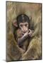 Barbary Macaque (Macaca Sylvanus) Baby Sitting with Mother-Edwin Giesbers-Mounted Photographic Print