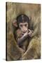 Barbary Macaque (Macaca Sylvanus) Baby Sitting with Mother-Edwin Giesbers-Stretched Canvas