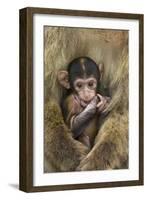 Barbary Macaque (Macaca Sylvanus) Baby Sitting with Mother-Edwin Giesbers-Framed Photographic Print