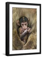 Barbary Macaque (Macaca Sylvanus) Baby Sitting with Mother-Edwin Giesbers-Framed Photographic Print