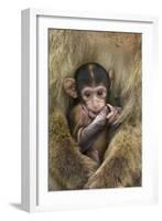 Barbary Macaque (Macaca Sylvanus) Baby Sitting with Mother-Edwin Giesbers-Framed Photographic Print