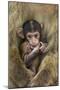 Barbary Macaque (Macaca Sylvanus) Baby Sitting with Mother-Edwin Giesbers-Mounted Photographic Print