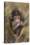 Barbary Macaque (Macaca Sylvanus) Baby Sitting with Mother-Edwin Giesbers-Stretched Canvas