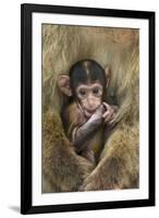 Barbary Macaque (Macaca Sylvanus) Baby Sitting with Mother-Edwin Giesbers-Framed Photographic Print