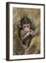 Barbary Macaque (Macaca Sylvanus) Baby Sitting with Mother-Edwin Giesbers-Framed Photographic Print