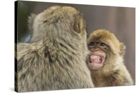 Barbary Macaque (Macaca Sylvanus) Baring Teeth as a Sign of Submission-Edwin Giesbers-Stretched Canvas