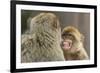 Barbary Macaque (Macaca Sylvanus) Baring Teeth as a Sign of Submission-Edwin Giesbers-Framed Photographic Print