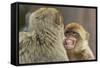 Barbary Macaque (Macaca Sylvanus) Baring Teeth as a Sign of Submission-Edwin Giesbers-Framed Stretched Canvas