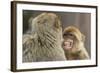 Barbary Macaque (Macaca Sylvanus) Baring Teeth as a Sign of Submission-Edwin Giesbers-Framed Photographic Print