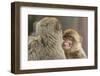 Barbary Macaque (Macaca Sylvanus) Baring Teeth as a Sign of Submission-Edwin Giesbers-Framed Photographic Print