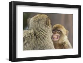 Barbary Macaque (Macaca Sylvanus) Baring Teeth as a Sign of Submission-Edwin Giesbers-Framed Photographic Print