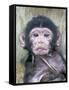 Barbary Macaque (Macaca sylvanus) newborn baby, sticking tongue out, Gibraltar-Andrew Forsyth-Framed Stretched Canvas