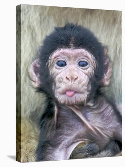 Barbary Macaque (Macaca sylvanus) newborn baby, sticking tongue out, Gibraltar-Andrew Forsyth-Stretched Canvas