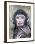 Barbary Macaque (Macaca sylvanus) newborn baby, sticking tongue out, Gibraltar-Andrew Forsyth-Framed Photographic Print