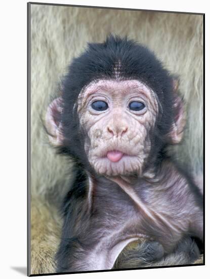 Barbary Macaque (Macaca sylvanus) newborn baby, sticking tongue out, Gibraltar-Andrew Forsyth-Mounted Photographic Print