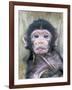 Barbary Macaque (Macaca sylvanus) newborn baby, sticking tongue out, Gibraltar-Andrew Forsyth-Framed Photographic Print