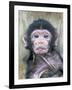 Barbary Macaque (Macaca sylvanus) newborn baby, sticking tongue out, Gibraltar-Andrew Forsyth-Framed Photographic Print