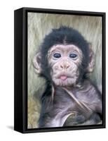 Barbary Macaque (Macaca sylvanus) newborn baby, sticking tongue out, Gibraltar-Andrew Forsyth-Framed Stretched Canvas